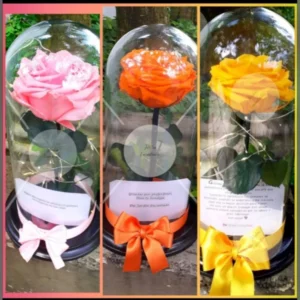 Colección de Rosas Eternas en Domo